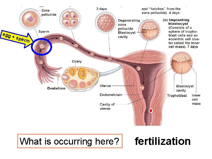 egg + sp erm What is occurring here? fertilization egg + sp erm What is occurring here? fertilization