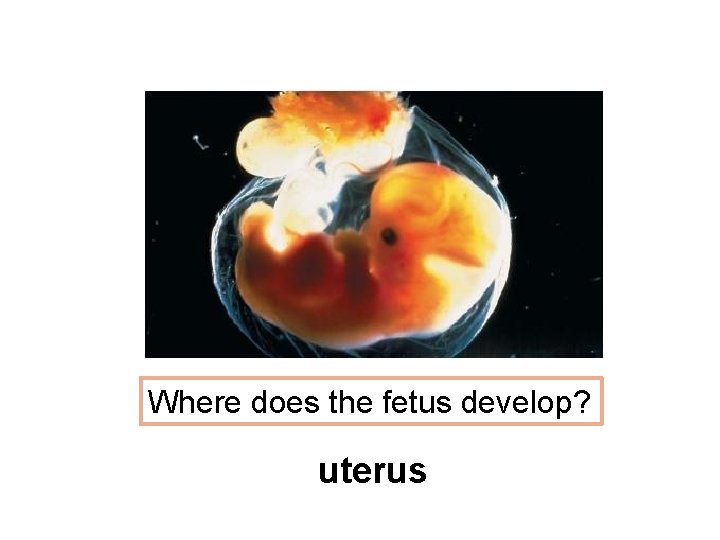 Where does the fetus develop? uterus Where does the fetus develop? uterus