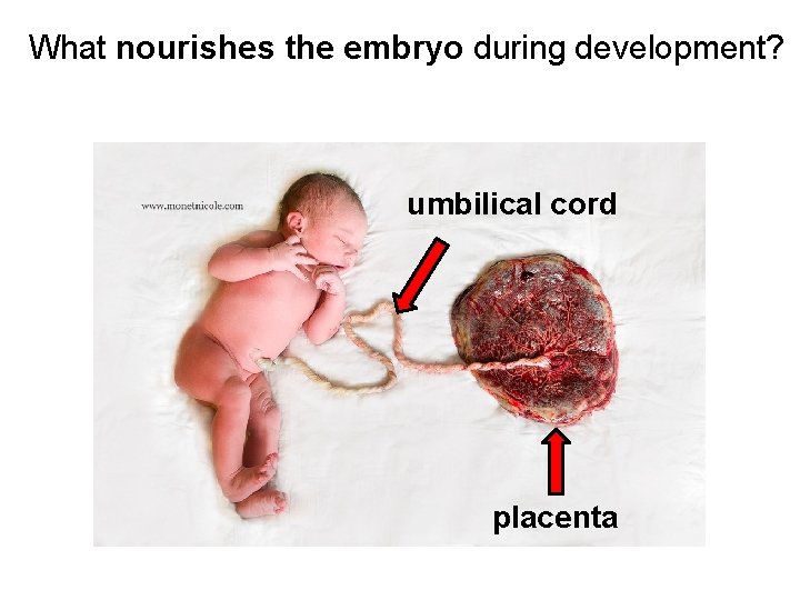 What nourishes the embryo during development? umbilical cord placenta 