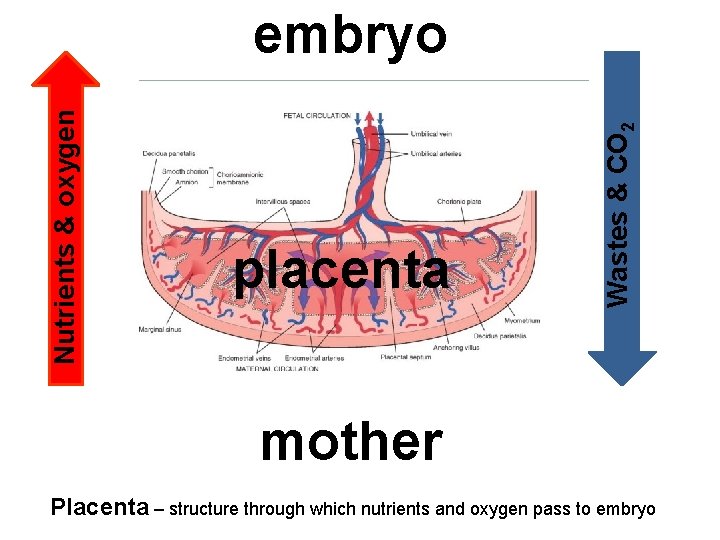 placenta Wastes & CO 2 Nutrients & oxygen embryo mother Placenta – structure through