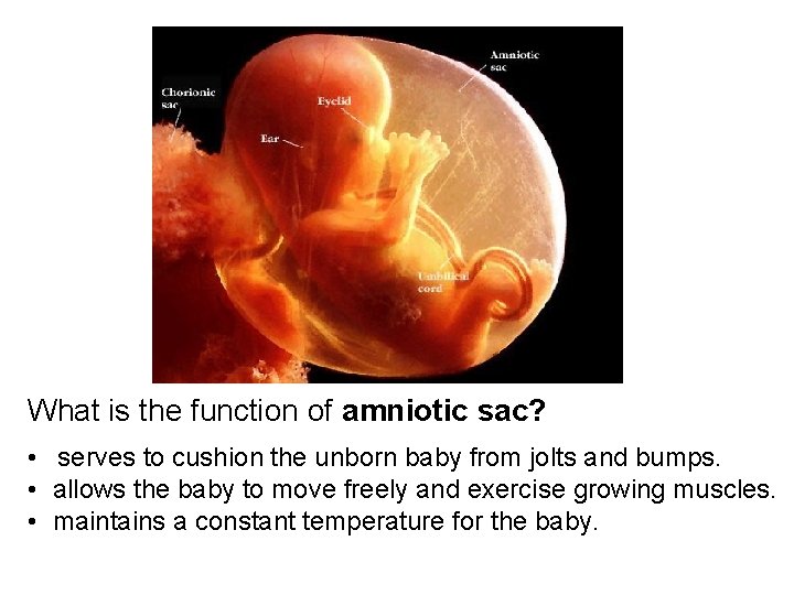 What is the function of amniotic sac? • serves to cushion the unborn baby What is the function of amniotic sac? • serves to cushion the unborn baby