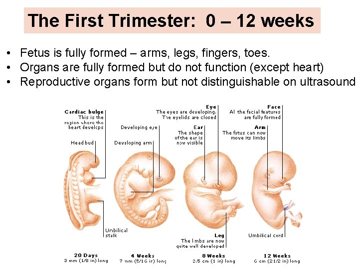 The First Trimester: 0 – 12 weeks • Fetus is fully formed – arms,