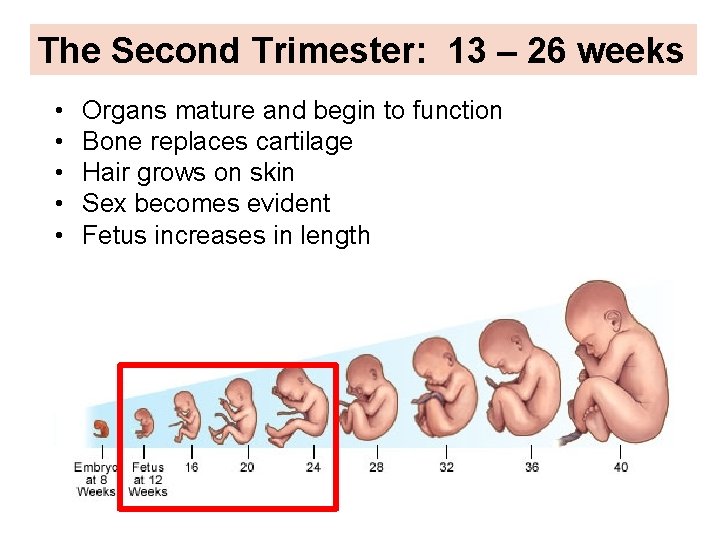 The Second Trimester: 13 – 26 weeks • • • Organs mature and begin