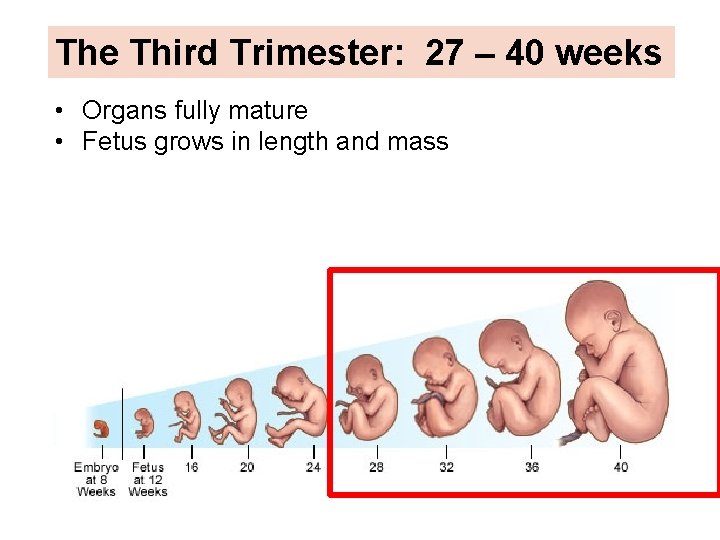 The Third Trimester: 27 – 40 weeks • Organs fully mature • Fetus grows The Third Trimester: 27 – 40 weeks • Organs fully mature • Fetus grows