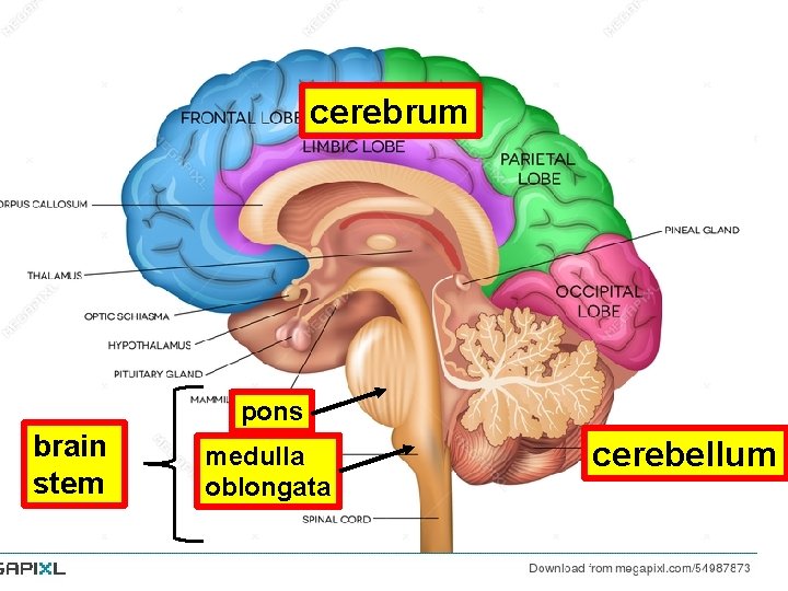 cerebrum pons brain stem medulla oblongata cerebellum cerebrum pons brain stem medulla oblongata cerebellum