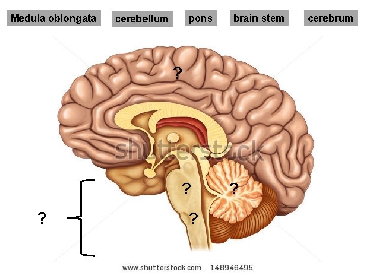 Medula oblongata pons cerebellum brain stem ? ? ? cerebrum Medula oblongata pons cerebellum brain stem ? ? ? cerebrum