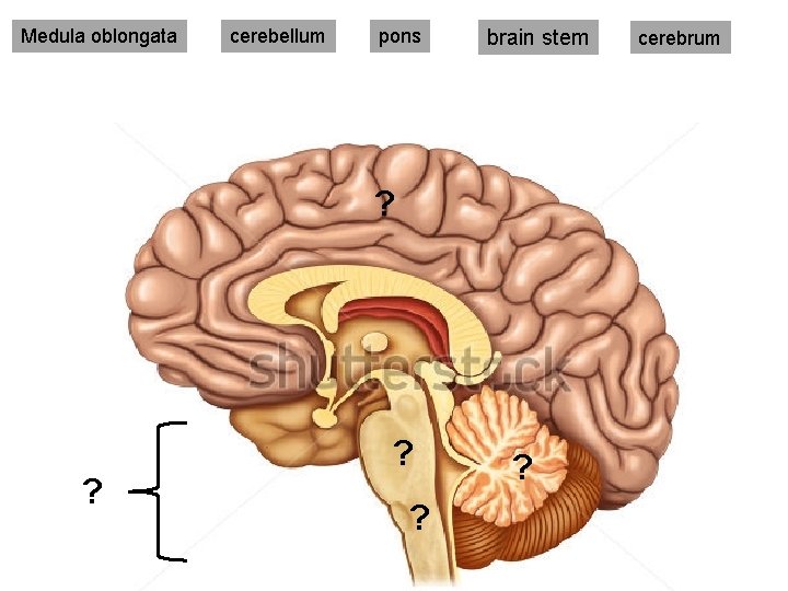 Medula oblongata cerebellum pons brain stem ? ? ? cerebrum Medula oblongata cerebellum pons brain stem ? ? ? cerebrum