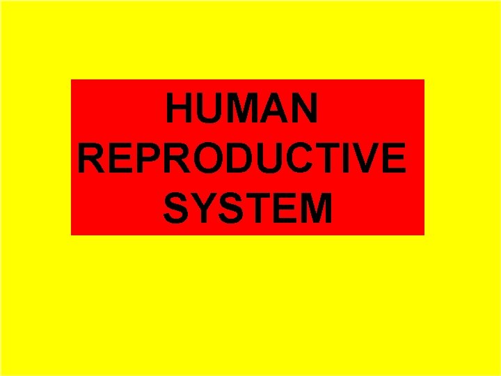 HUMAN REPRODUCTIVE SYSTEM HUMAN REPRODUCTIVE SYSTEM