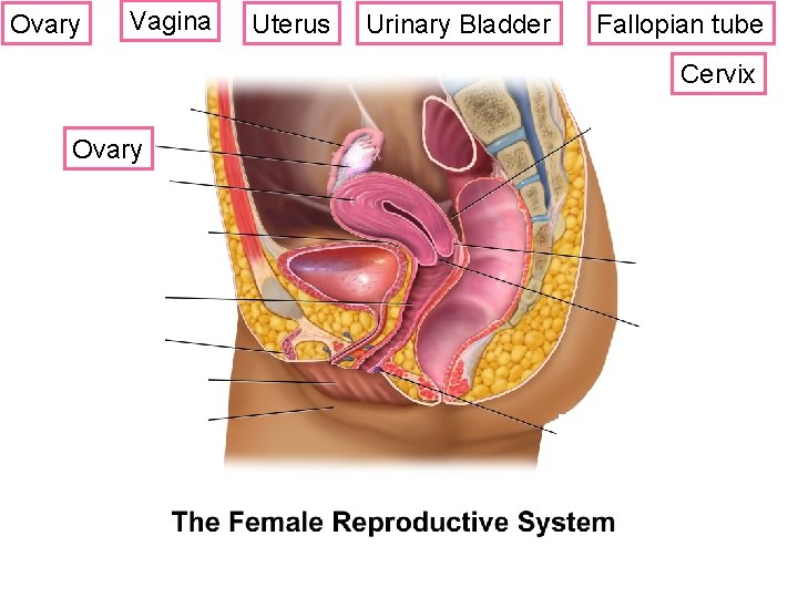 Ovary Vagina Uterus Urinary Bladder Fallopian tube Cervix Ovary ? 