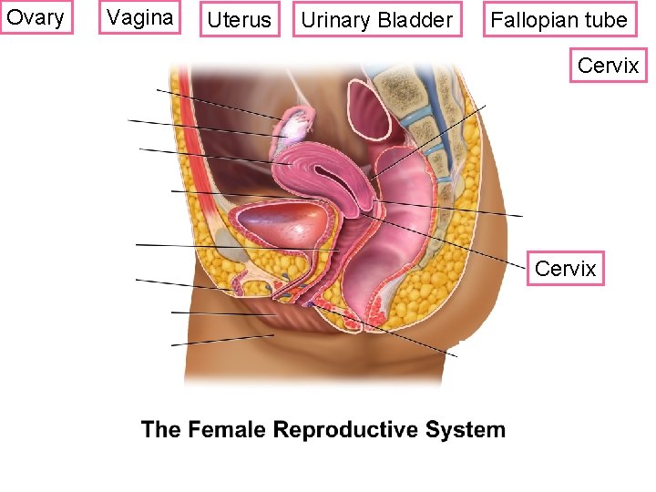 Ovary Vagina Uterus Urinary Bladder Fallopian tube Cervix ? 