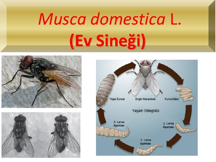 Musca domestica L. (Ev Sineği) 