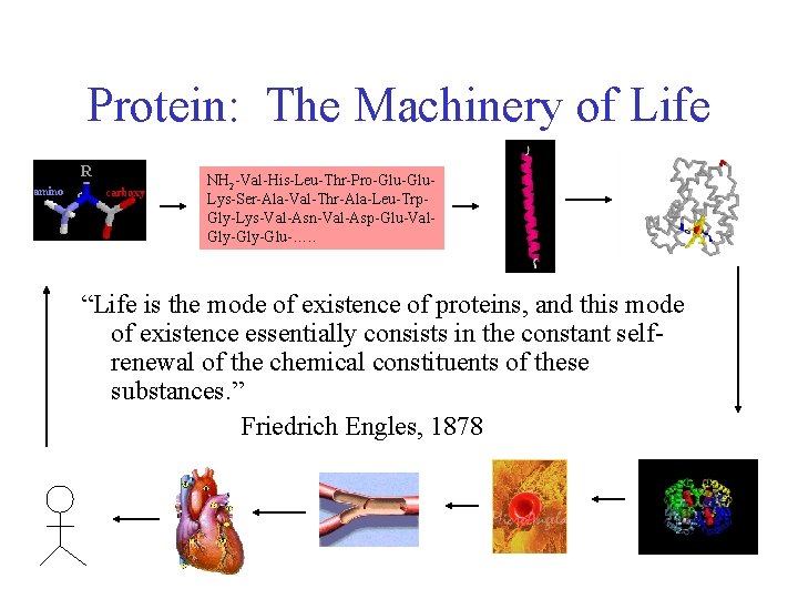 Protein: The Machinery of Life NH 2 -Val-His-Leu-Thr-Pro-Glu. Lys-Ser-Ala-Val-Thr-Ala-Leu-Trp. Gly-Lys-Val-Asn-Val-Asp-Glu-Val. Gly-Glu-…. . “Life is