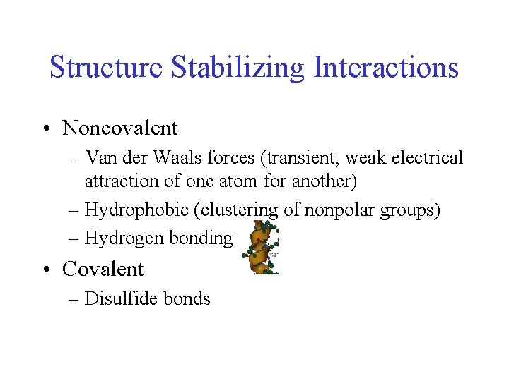 Structure Stabilizing Interactions • Noncovalent – Van der Waals forces (transient, weak electrical attraction