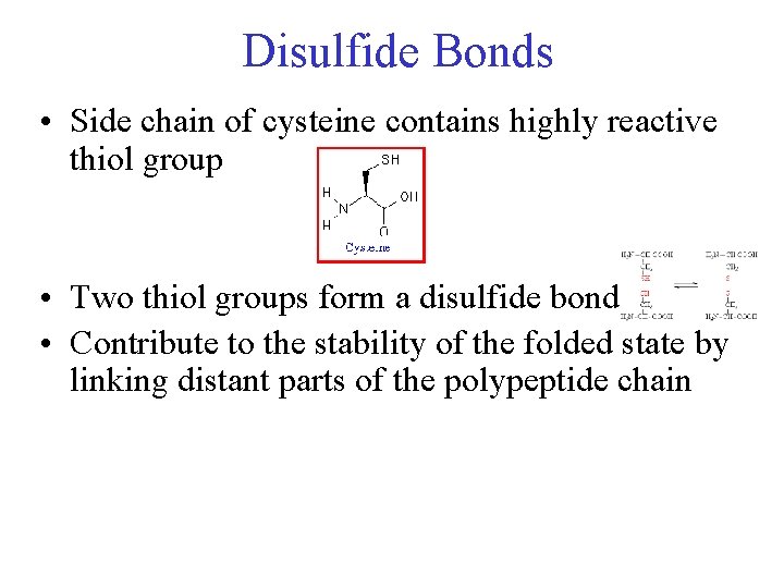 Disulfide Bonds • Side chain of cysteine contains highly reactive thiol group • Two