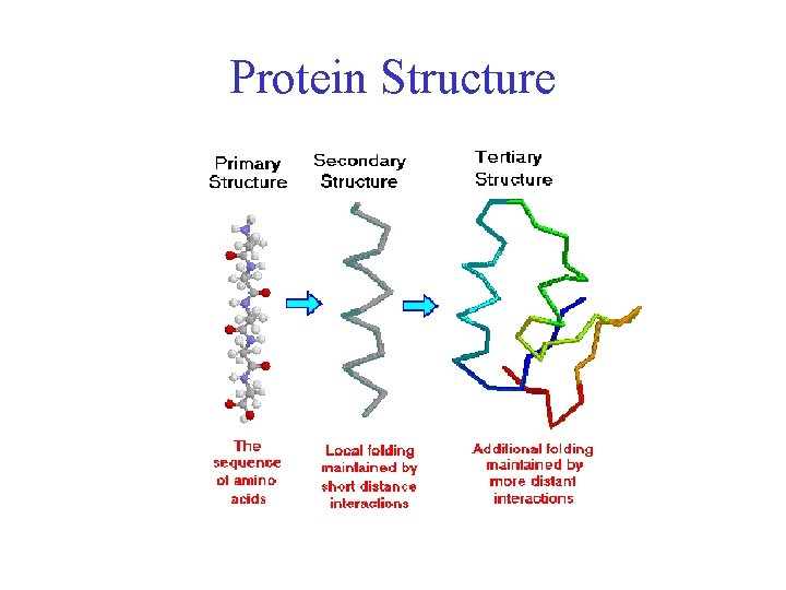 Protein Structure 