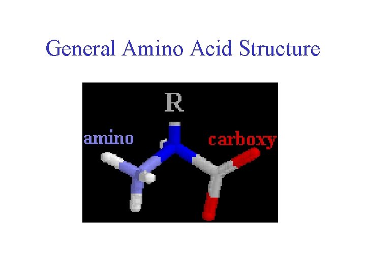 General Amino Acid Structure 