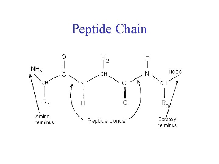 Peptide Chain 