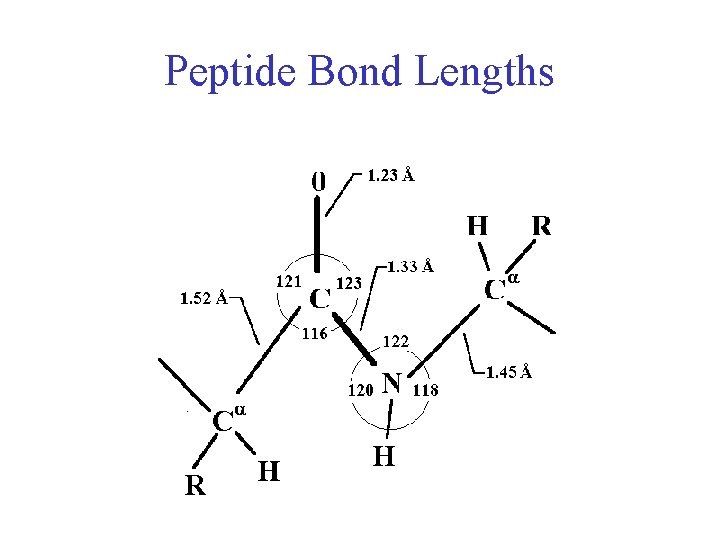 Peptide Bond Lengths 