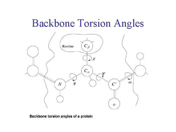 Backbone Torsion Angles 