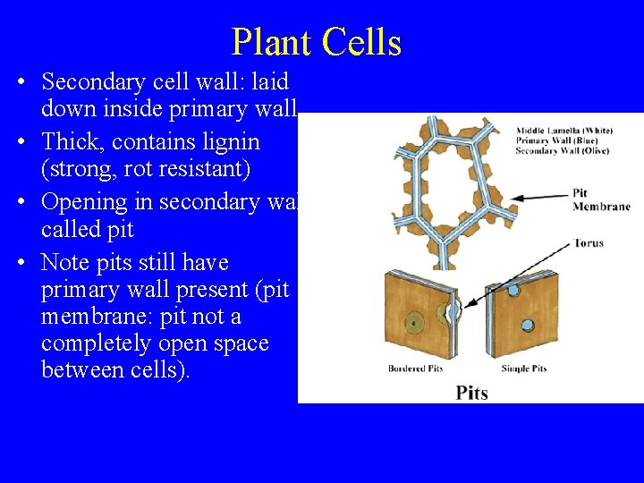 Plant Cells • Secondary cell wall: laid down inside primary wall • Thick, contains