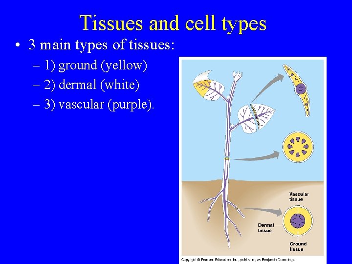 Tissues and cell types • 3 main types of tissues: – 1) ground (yellow)