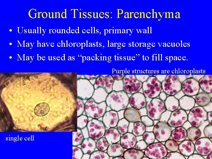 Ground Tissues: Parenchyma • Usually rounded cells, primary wall • May have chloroplasts, large