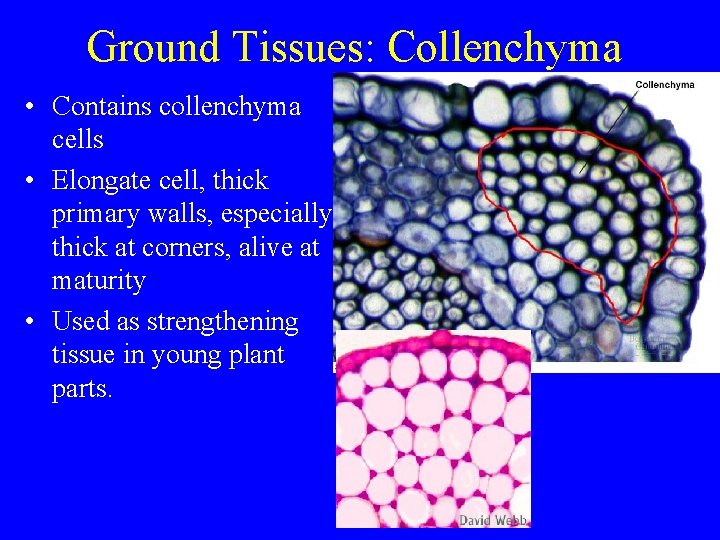 Ground Tissues: Collenchyma • Contains collenchyma cells • Elongate cell, thick primary walls, especially