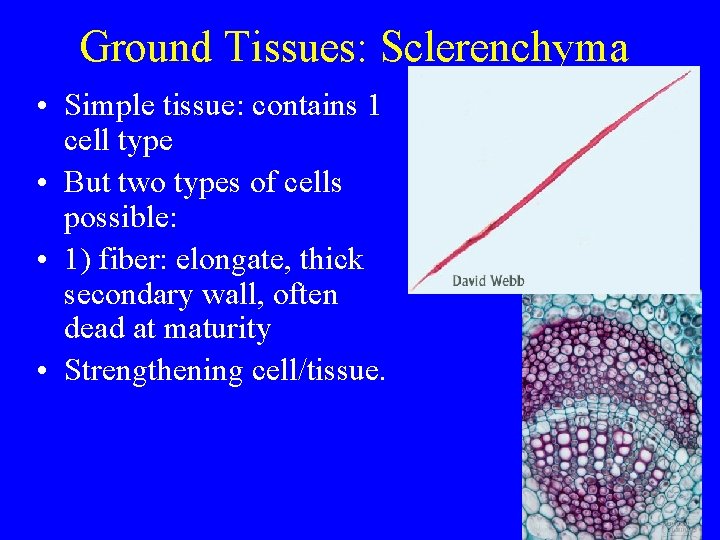 Ground Tissues: Sclerenchyma • Simple tissue: contains 1 cell type • But two types