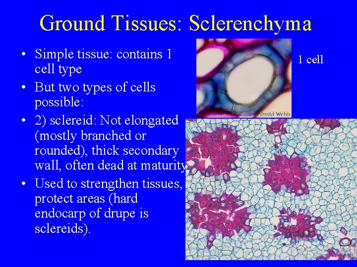 Ground Tissues: Sclerenchyma • Simple tissue: contains 1 cell type • But two types