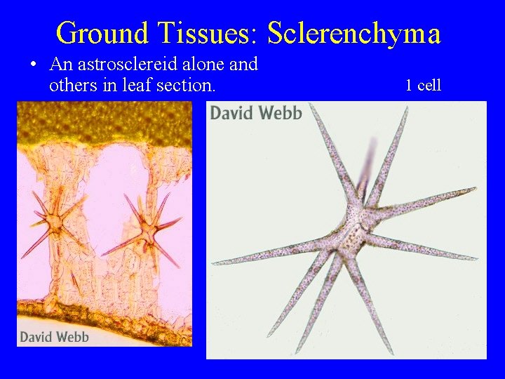 Ground Tissues: Sclerenchyma • An astrosclereid alone and others in leaf section. 1 cell