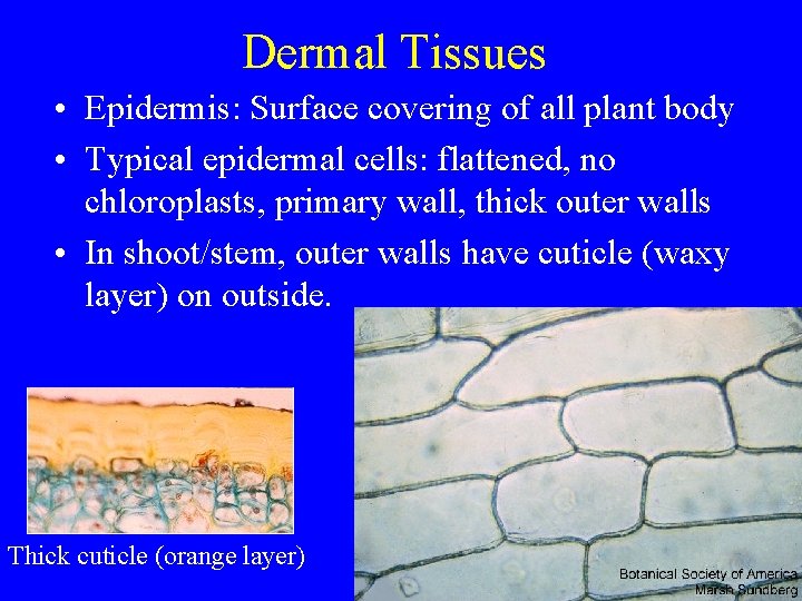 Dermal Tissues • Epidermis: Surface covering of all plant body • Typical epidermal cells: