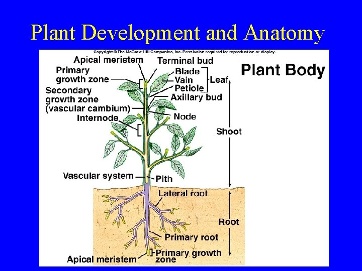 Plant Development and Anatomy 