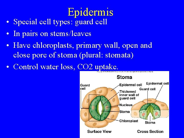 Epidermis • Special cell types: guard cell • In pairs on stems/leaves • Have