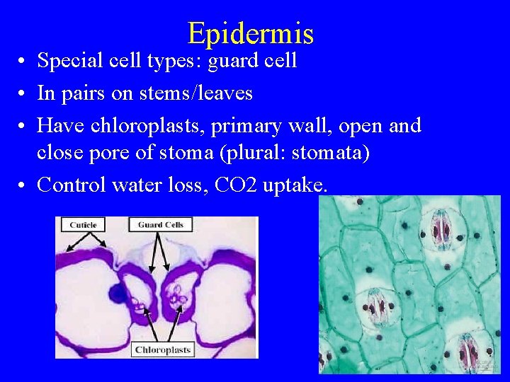 Epidermis • Special cell types: guard cell • In pairs on stems/leaves • Have