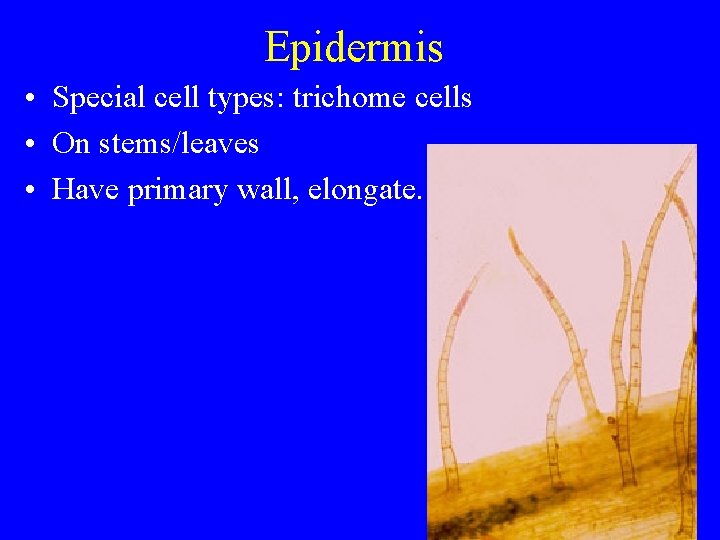 Epidermis • Special cell types: trichome cells • On stems/leaves • Have primary wall,