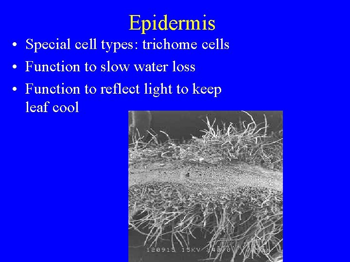 Epidermis • Special cell types: trichome cells • Function to slow water loss •