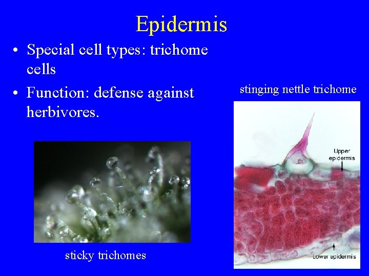 Epidermis • Special cell types: trichome cells • Function: defense against herbivores. sticky trichomes