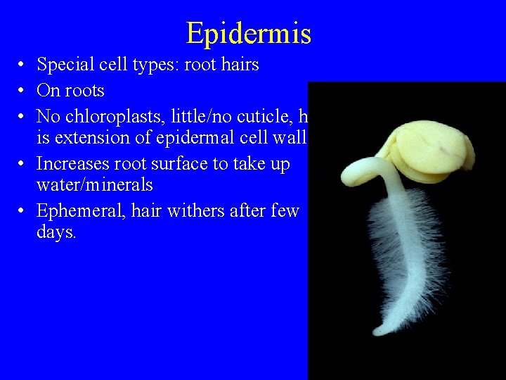 Epidermis • Special cell types: root hairs • On roots • No chloroplasts, little/no