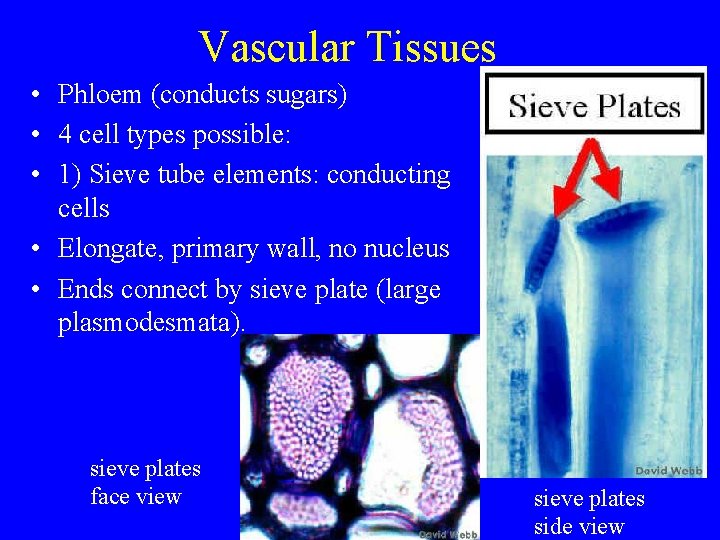 Vascular Tissues • Phloem (conducts sugars) • 4 cell types possible: • 1) Sieve