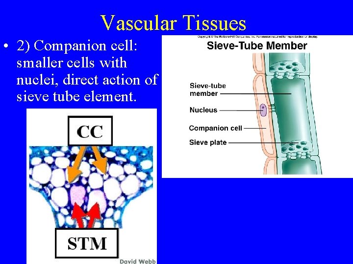 Vascular Tissues • 2) Companion cell: smaller cells with nuclei, direct action of sieve