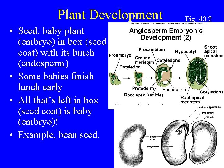 Plant Development • Seed: baby plant (embryo) in box (seed coat) with its lunch