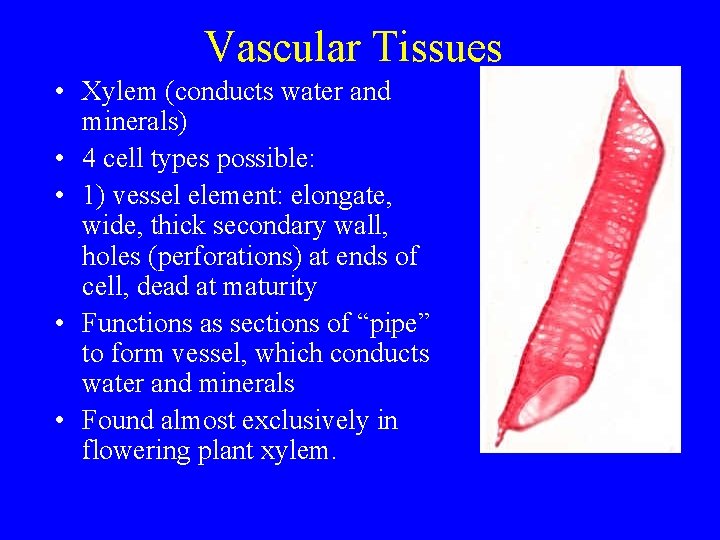 Vascular Tissues • Xylem (conducts water and minerals) • 4 cell types possible: •