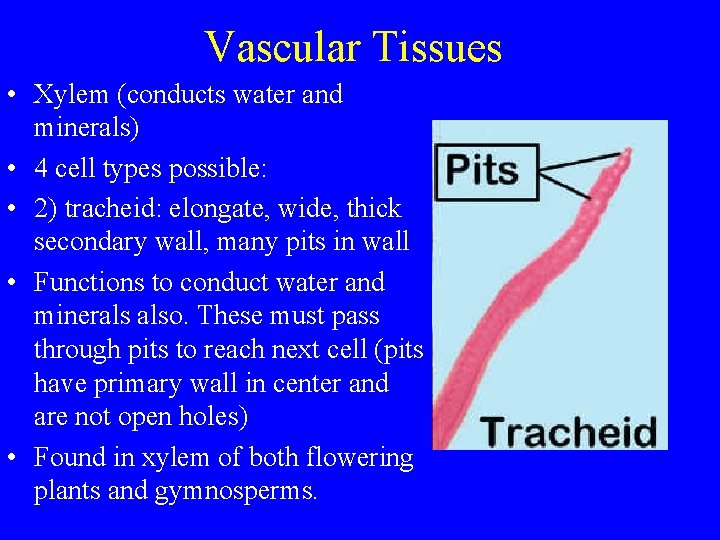 Vascular Tissues • Xylem (conducts water and minerals) • 4 cell types possible: •