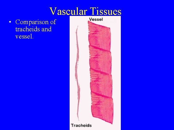 Vascular Tissues • Comparison of tracheids and vessel. 