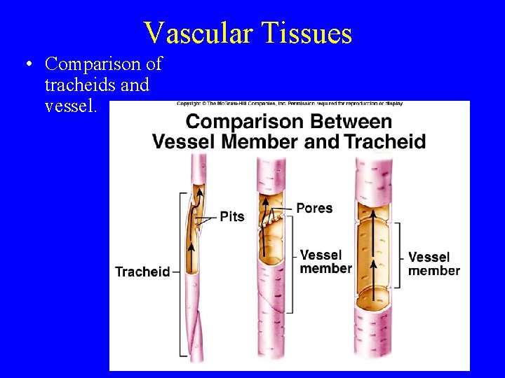 Vascular Tissues • Comparison of tracheids and vessel. 