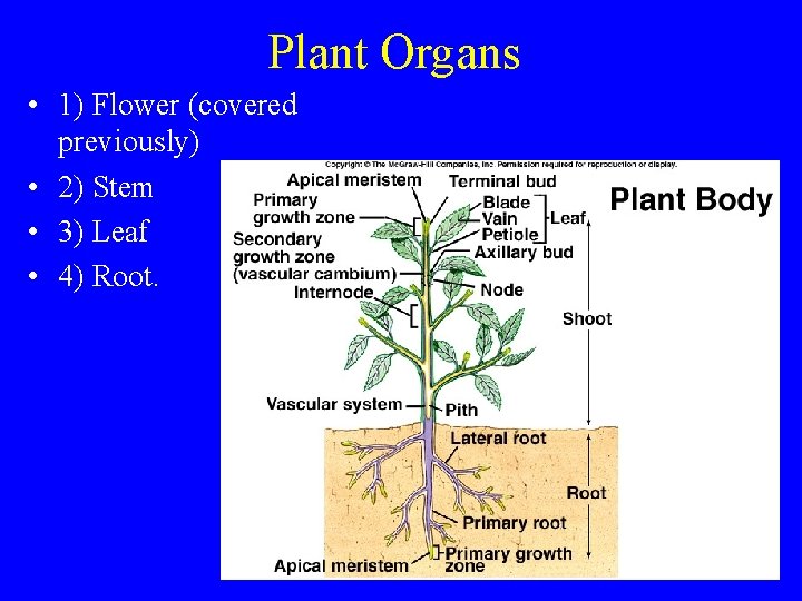 Plant Organs • 1) Flower (covered previously) • 2) Stem • 3) Leaf •