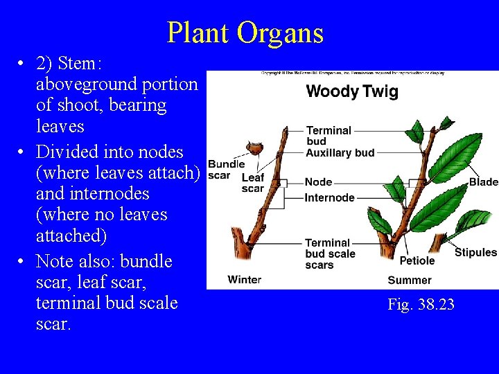 Plant Organs • 2) Stem: aboveground portion of shoot, bearing leaves • Divided into