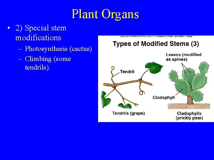 Plant Organs • 2) Special stem modifications – Photosynthesis (cactus) – Climbing (some tendrils).