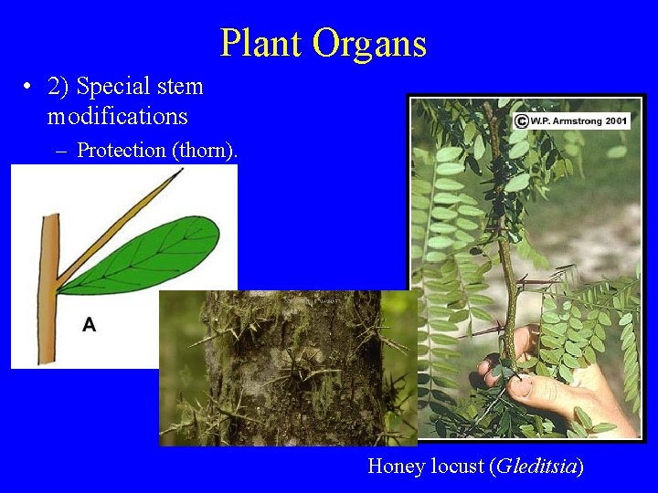 Plant Organs • 2) Special stem modifications – Protection (thorn). Honey locust (Gleditsia) 