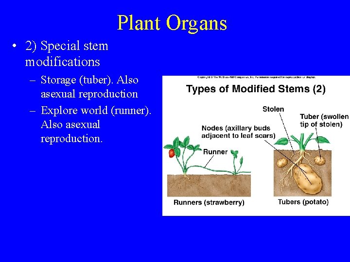 Plant Organs • 2) Special stem modifications – Storage (tuber). Also asexual reproduction –